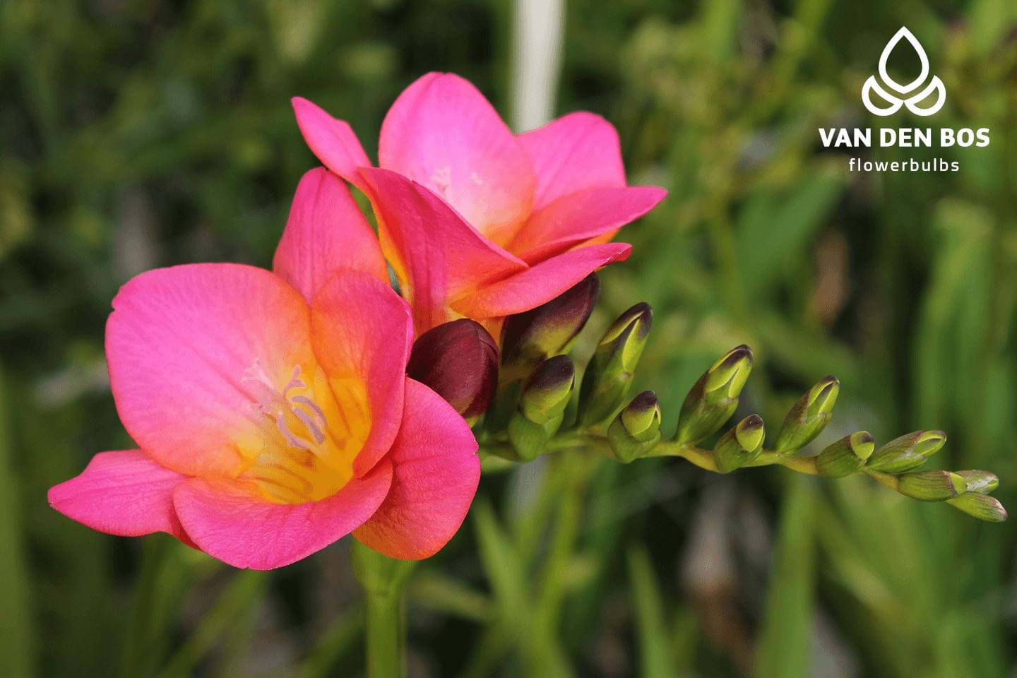 Intense® Single Freesia Van Den Bos Flowerbulbs 