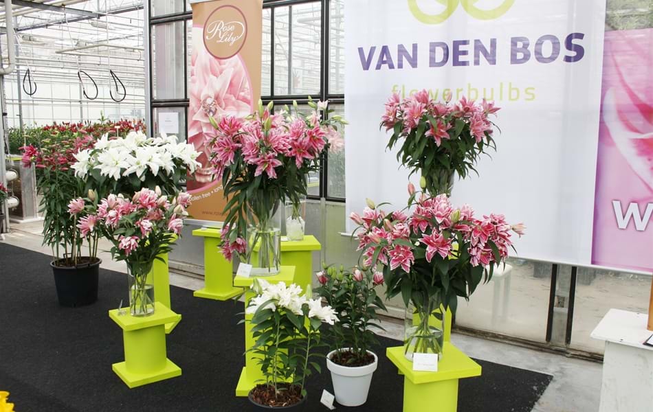 Bulbos de lirio - Van den Bos Flowerbulbs