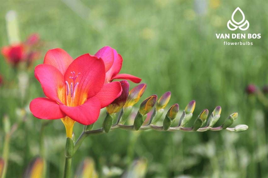 Red Passion® (Single) Freesia Van den Bos Flowerbulbs